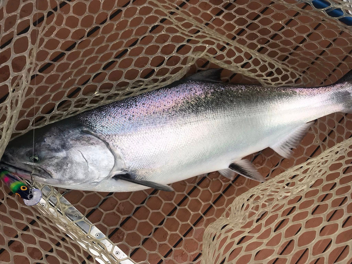 Killer Fish - Rattling Shallow Diver UV - NEW 2025 Colors Killer Fish - Rattling Shallow Diver UV - NEW 2025 Colors