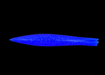 Mancha Squid 9"
