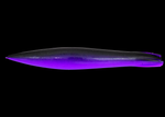 Mancha Squid 7"